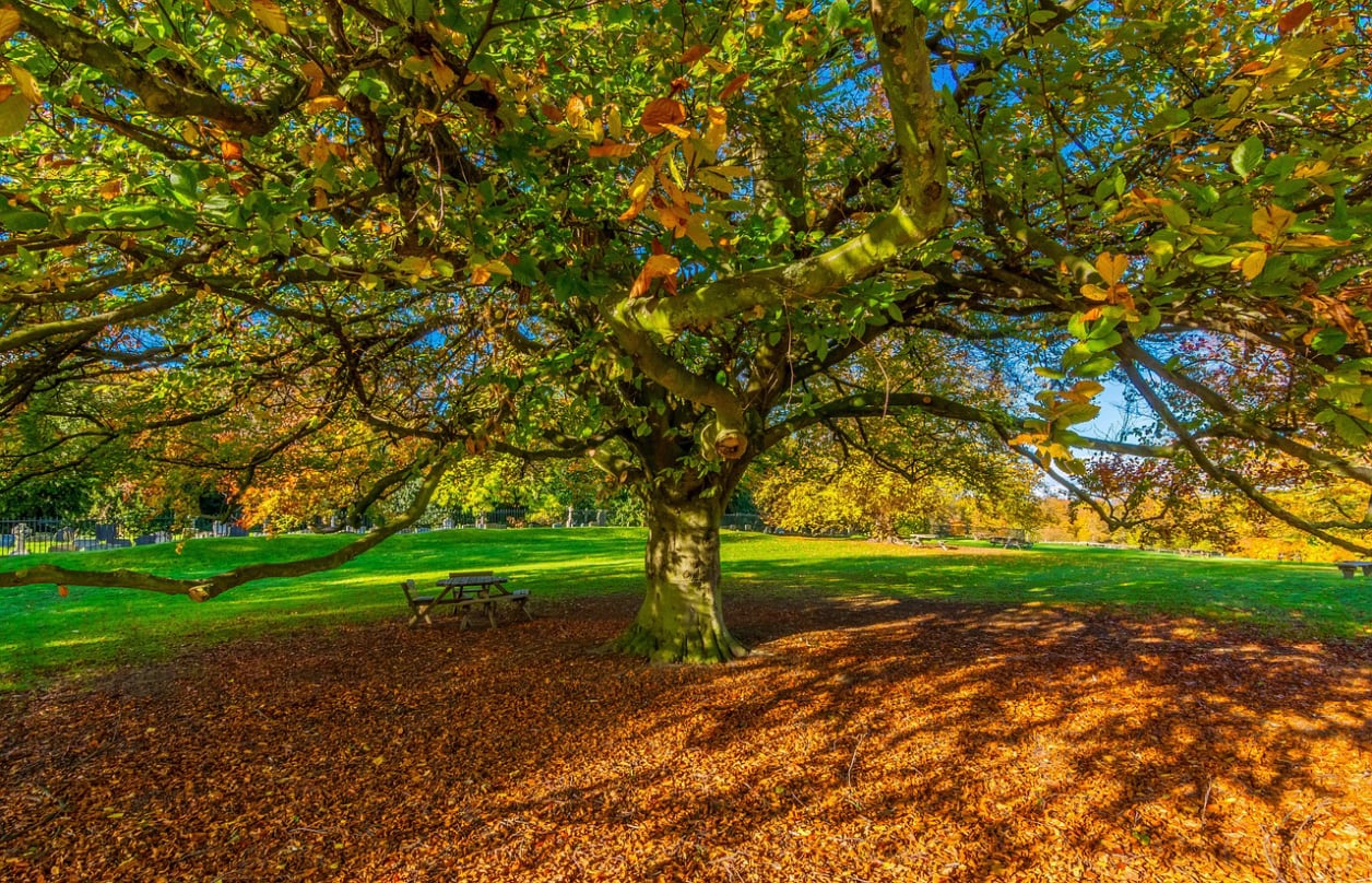 Herbstbaum